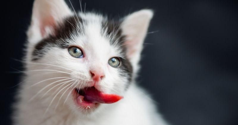 7 Alasan Kucing Suka Melet, Bisa Jadi Ada Masalah Gangguan Kesehatan?